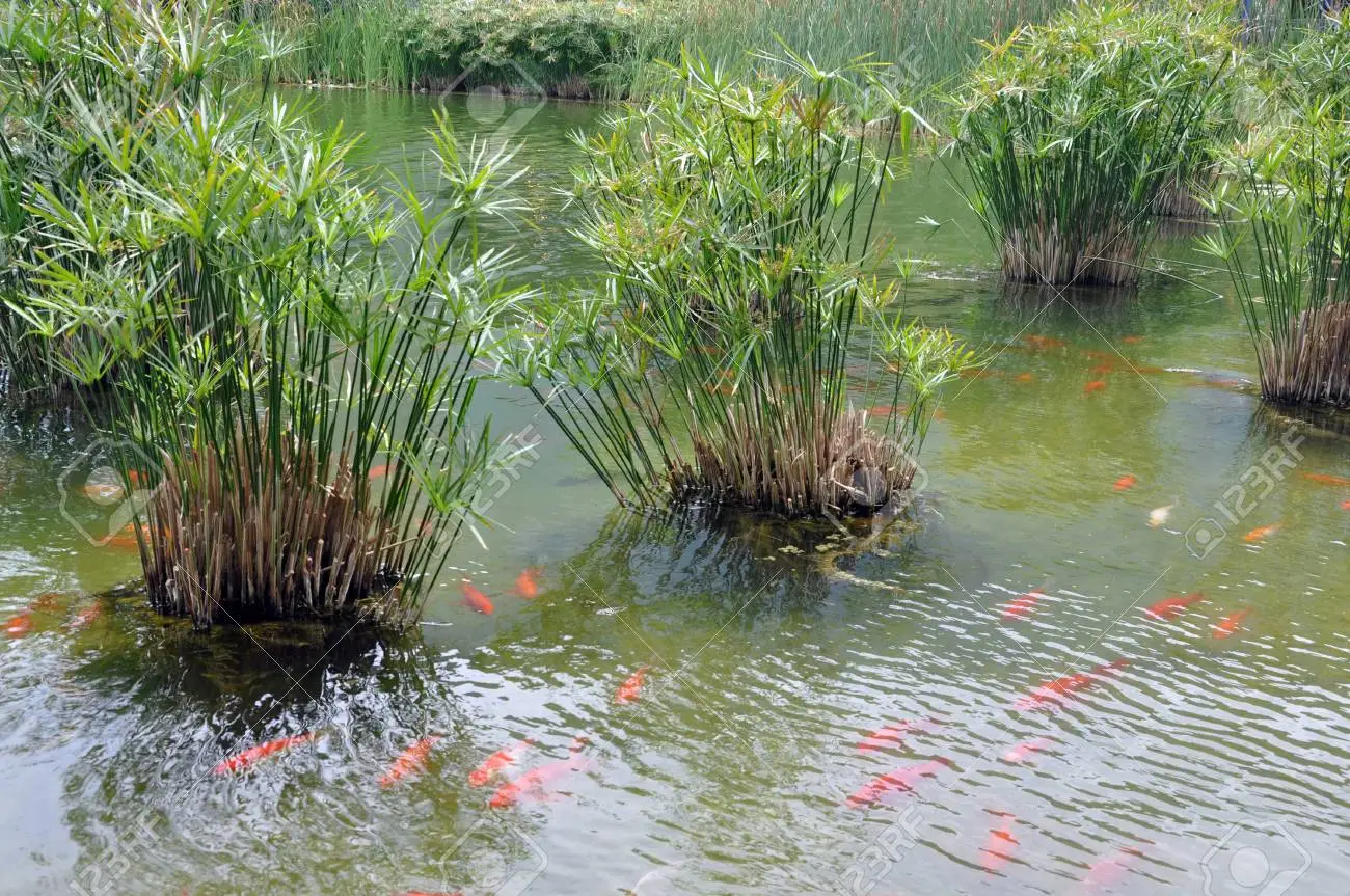 Lagos naturalizados con plantas